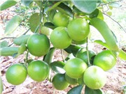 Xác định ba loài tuyến trùng gây hại chính trên cây chanh giấy Tiền Giang